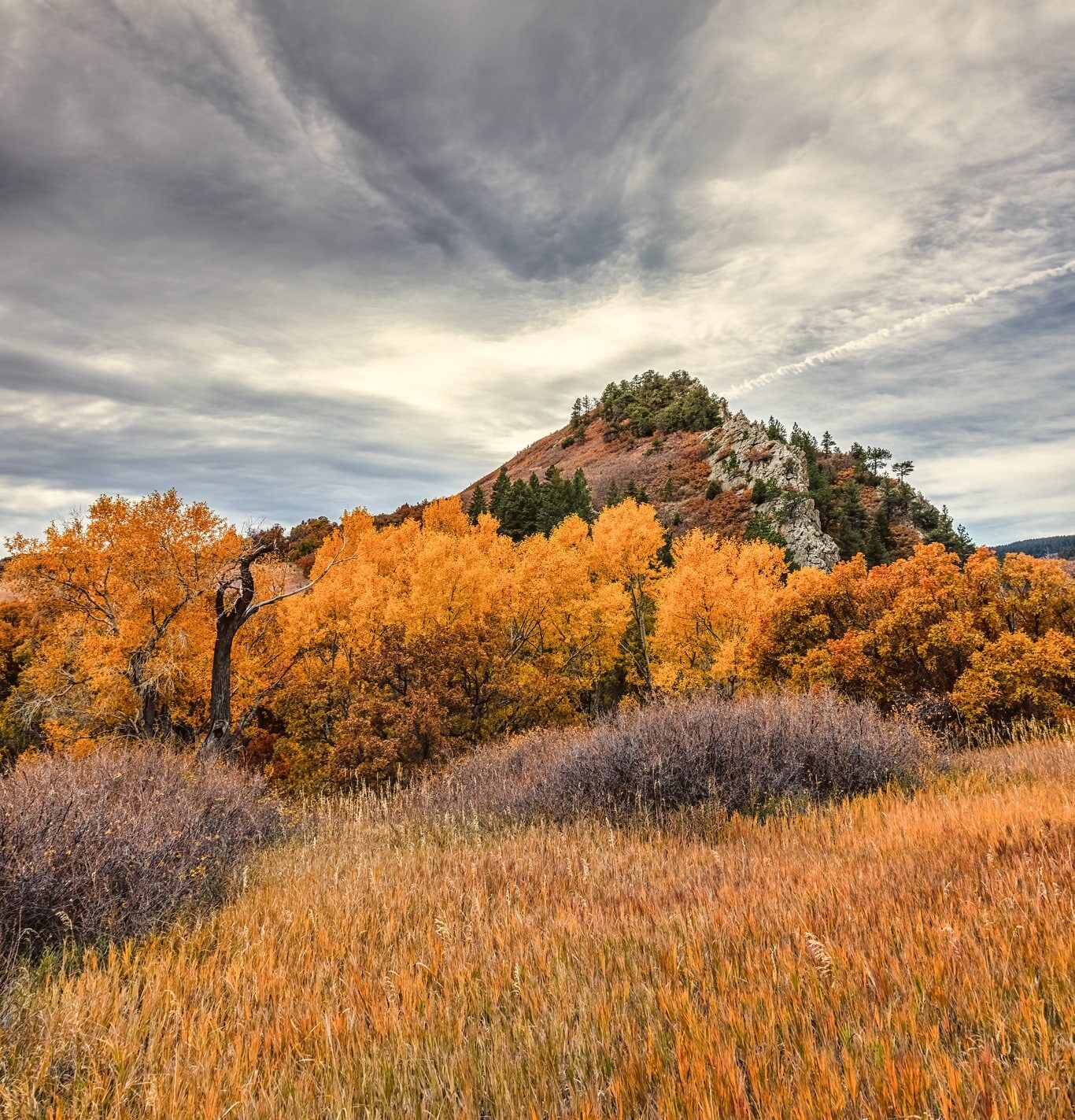 Golden trees in front of small rocky hill