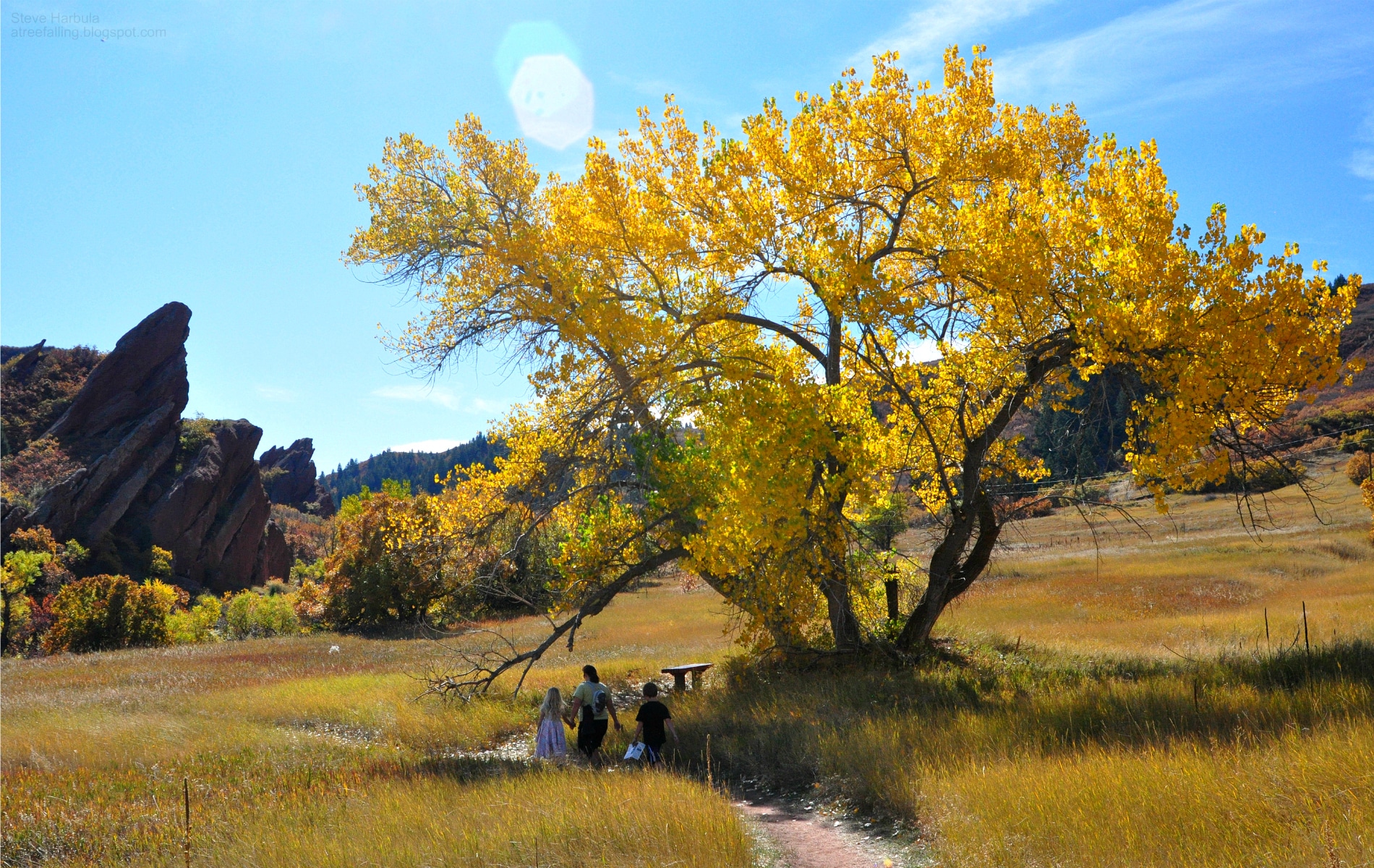 Large golden tree next to a hiking trail on a sunny day