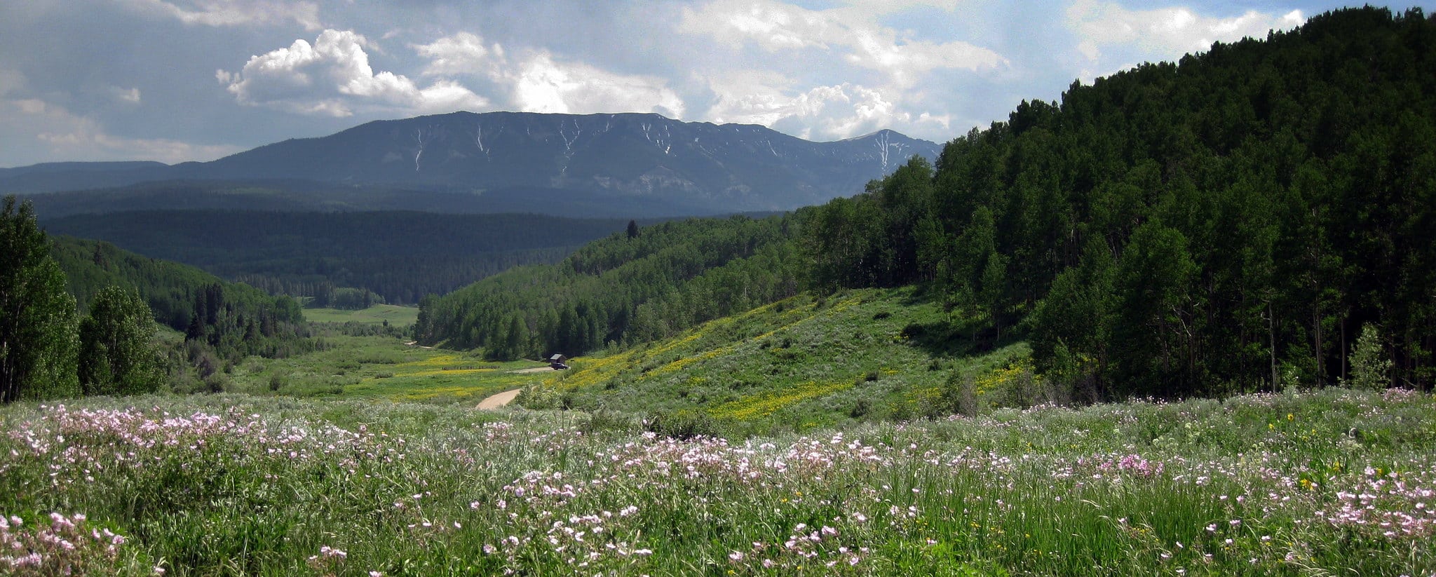 Wildflower field in a mountain valley