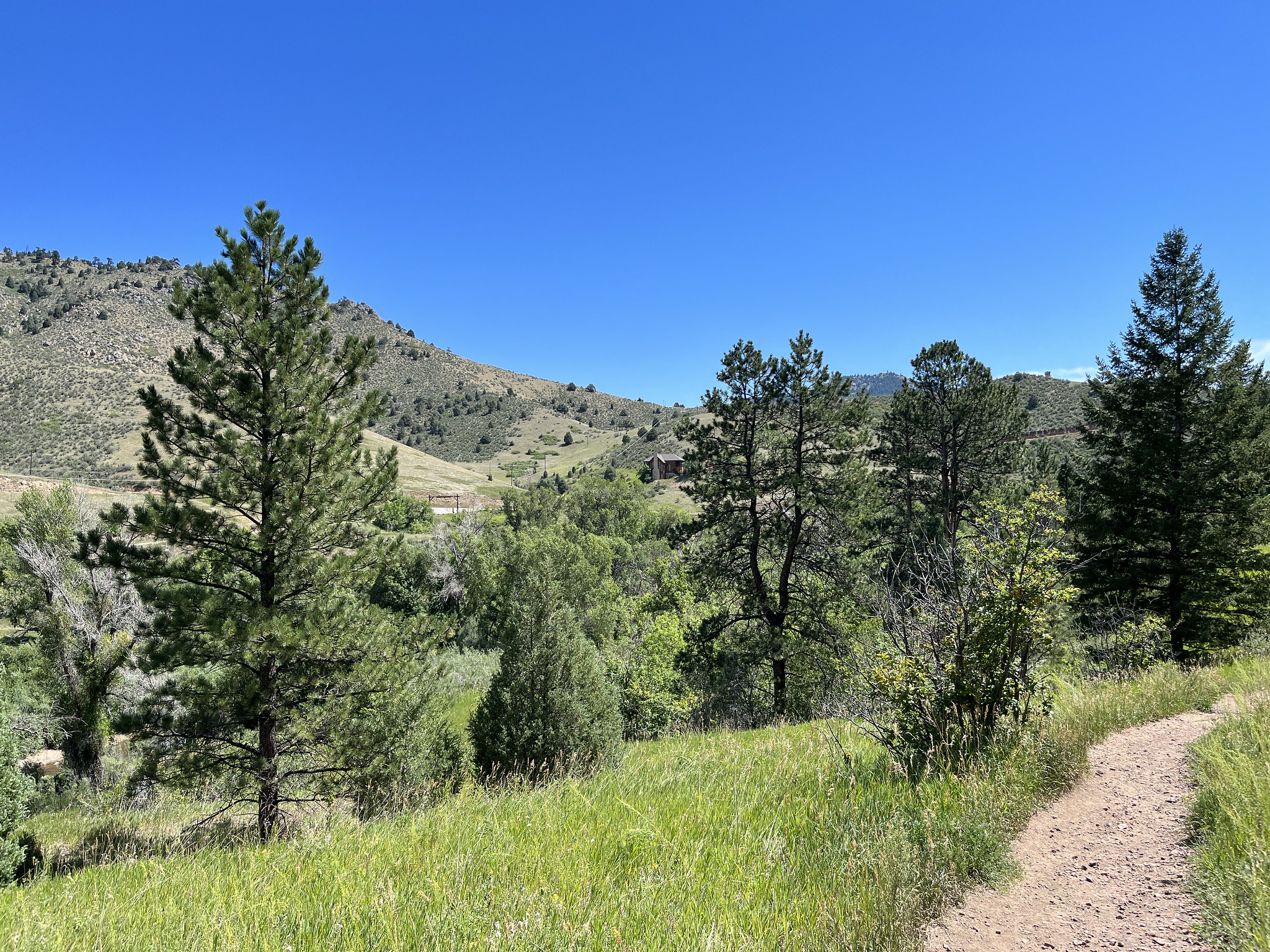 Blue skies over a green forest walking path