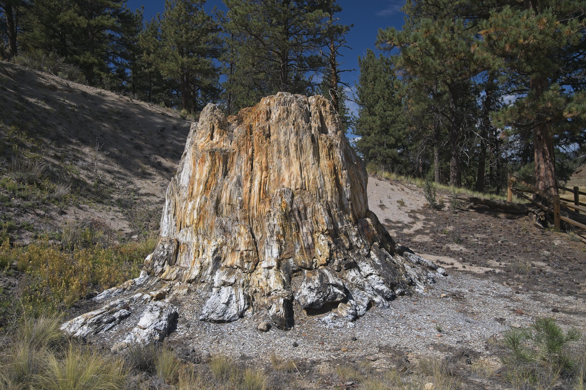 Large petrified tree stump