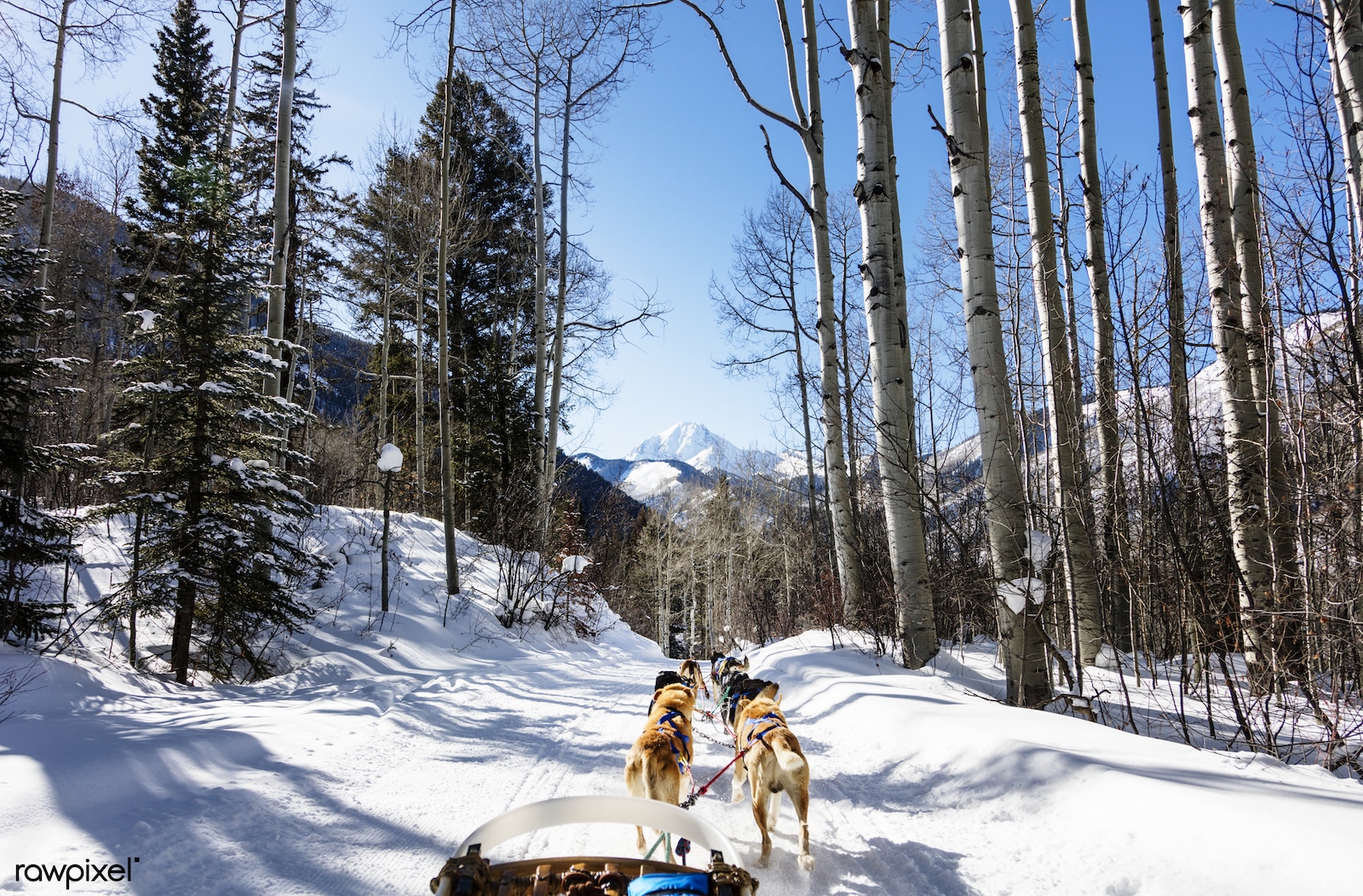 Krabloonik Dogsled Rides Aspen Colorado