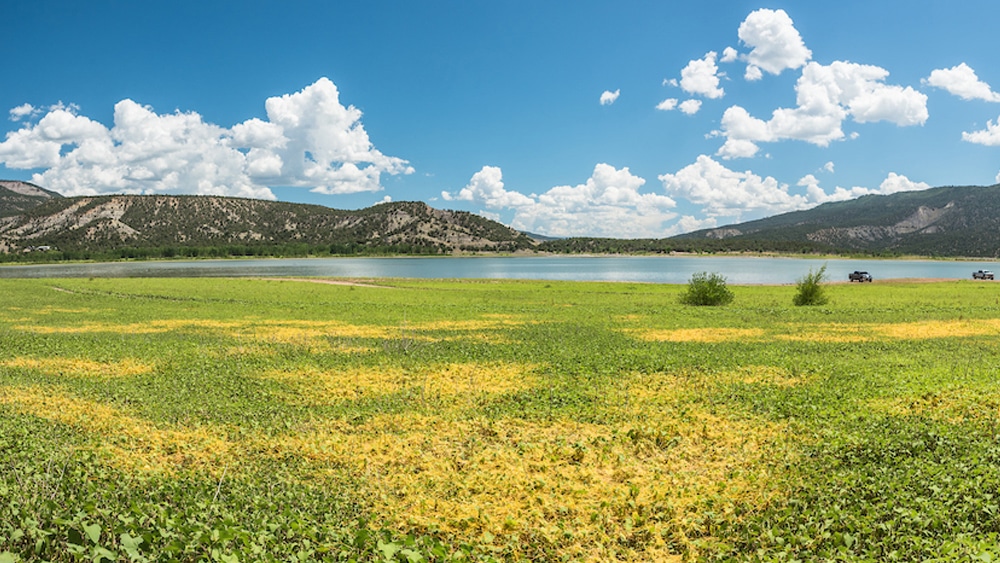 field of grass next to a lake