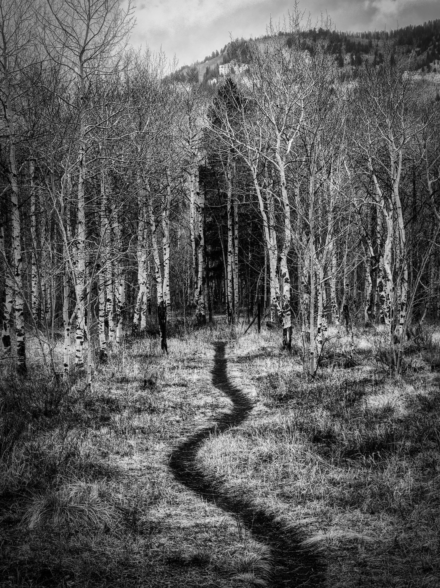 black and white photo of a single narrow hiking trail in Maloit Park in fall in Colorado