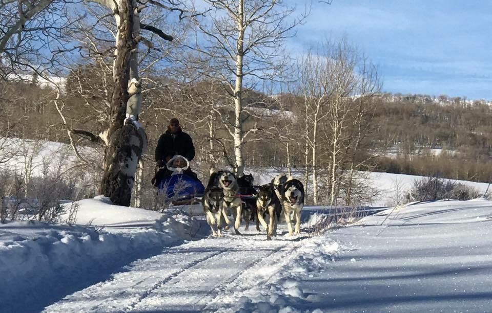 Dog sleds running in snow