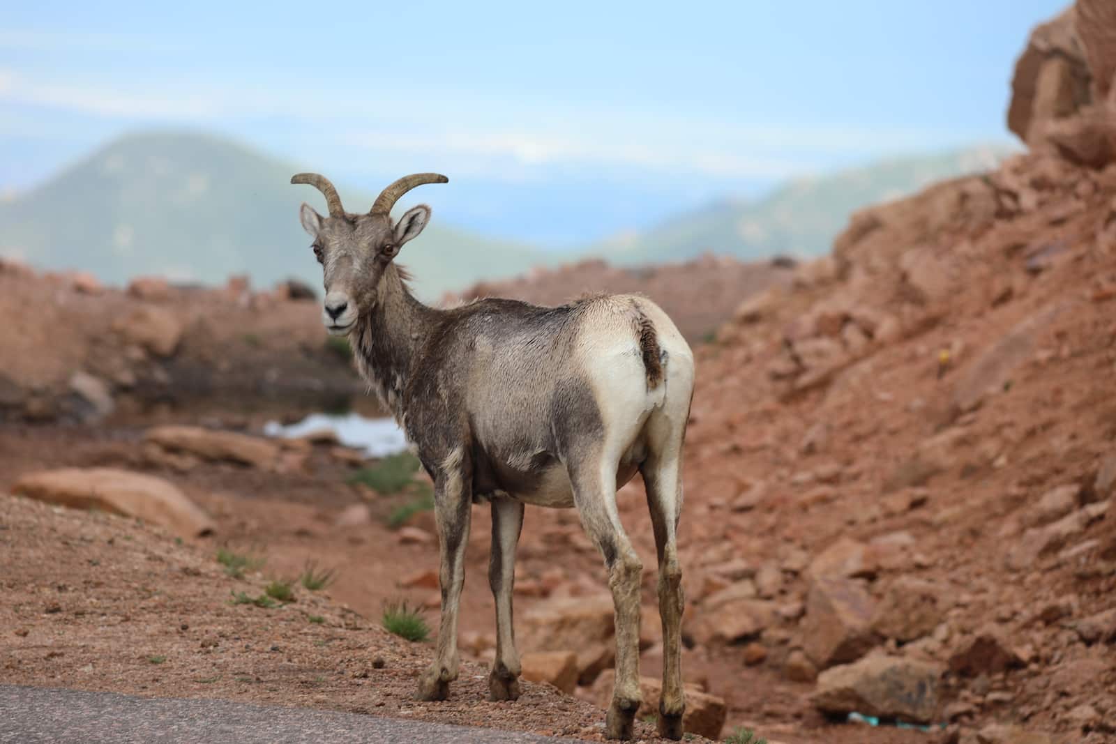 Seekor domba bertanduk besar memeriksa juru kamera dalam perjalanan pulang dari Pike's Peak di Colorado