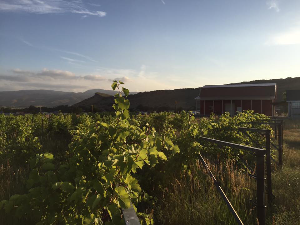 Vineyard with a barn in the distance