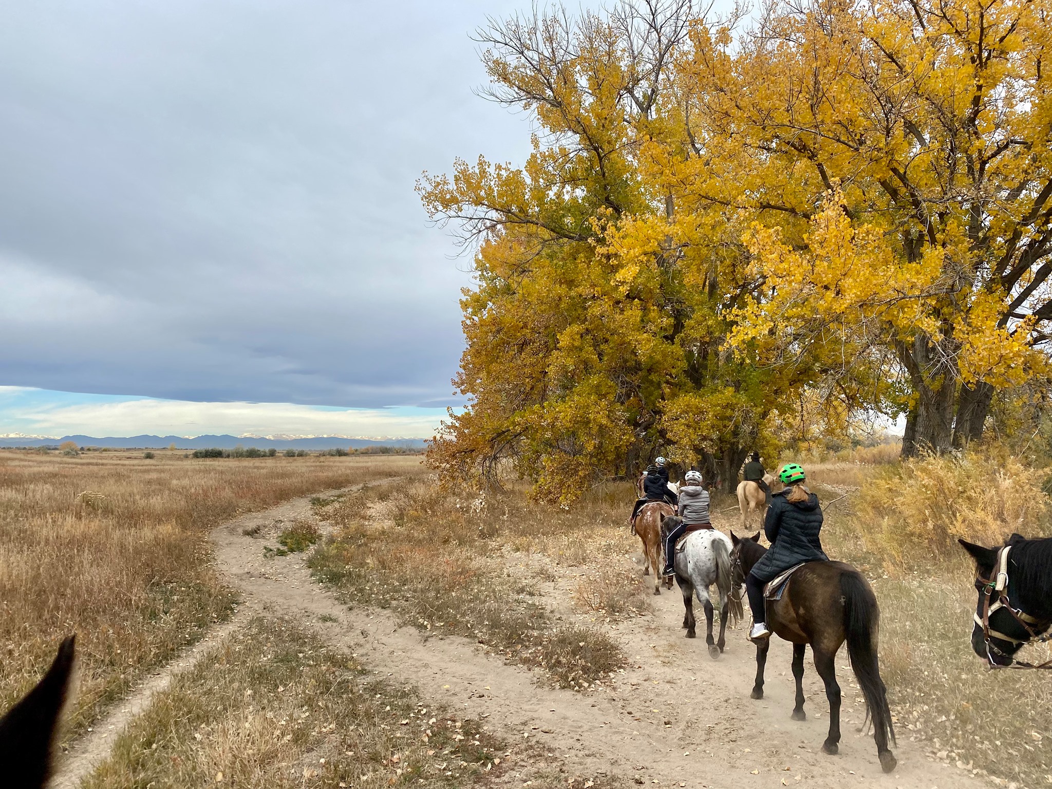 Line of horses on a guided horseback riding trip with 12 Mile Stables at Cherry Creek State Park in Aurora. 