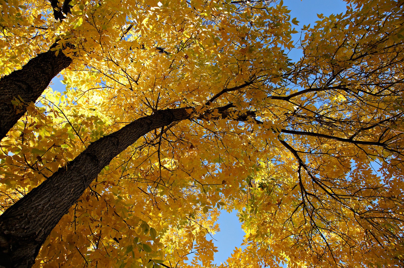 Sunshine being shaded by golden aspens during fall in Colorado