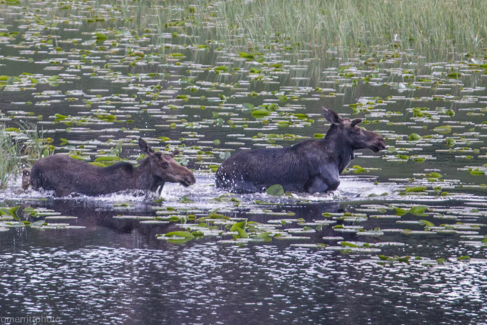 Moose wading in a pond in the Grand Mesa National Forest in Western Colorado