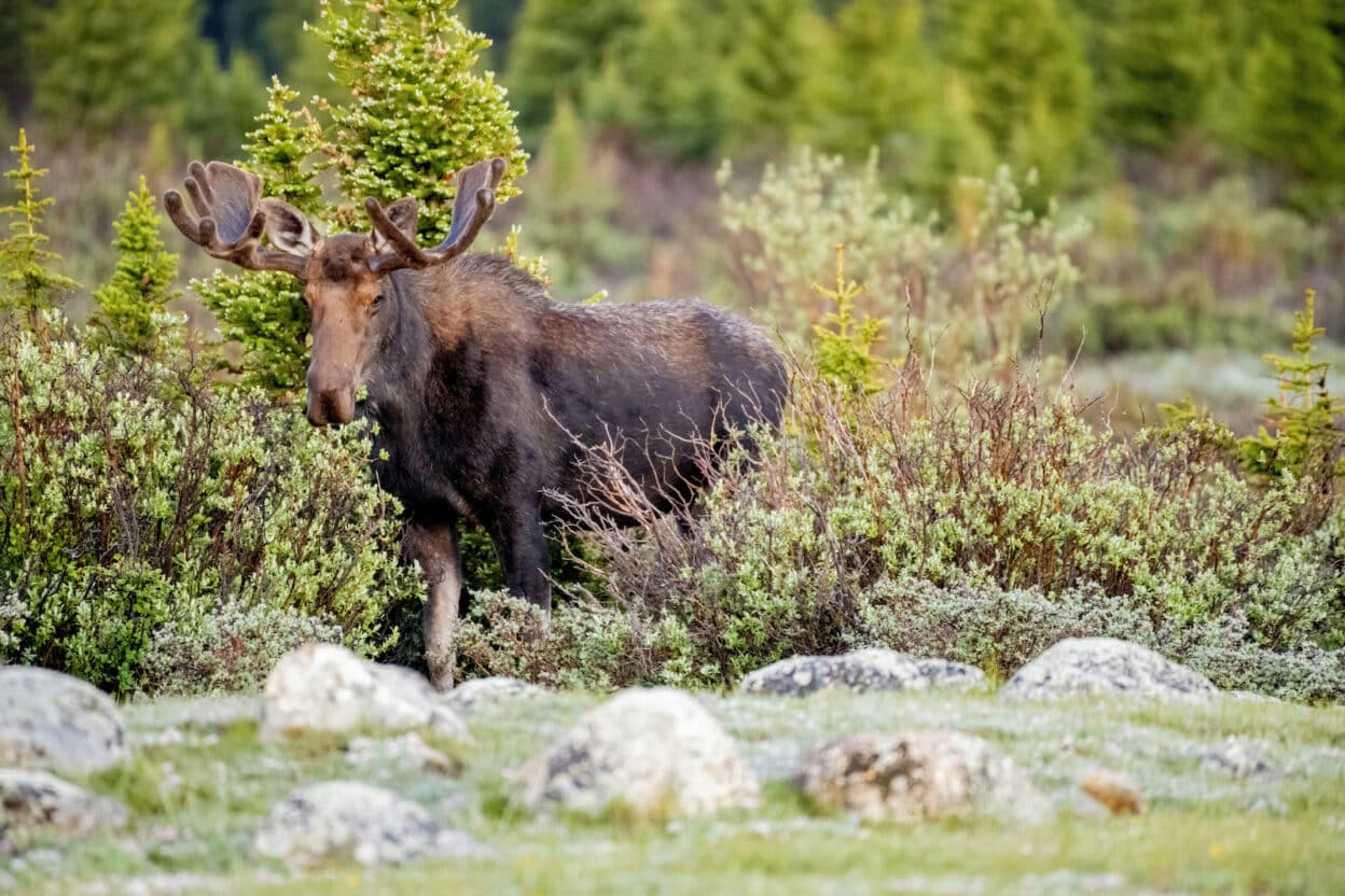 Where to See Moose in Colorado Best Times and Places