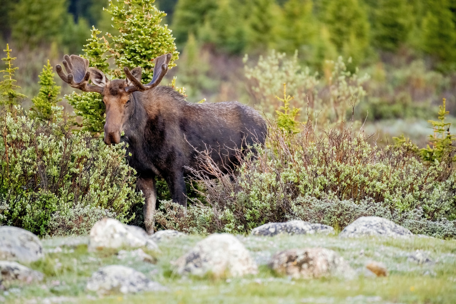 Colorado bull moose at Brainard Lake, Indian Peaks Wilderness