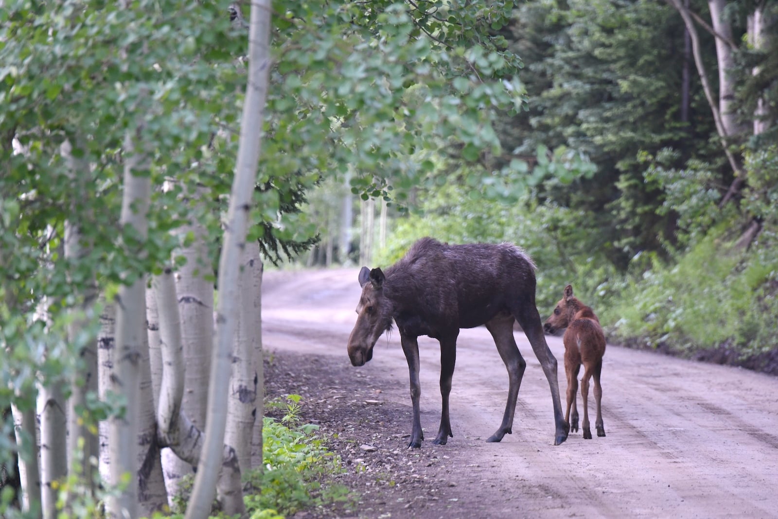 Rusa sapi dan anak sapi di Ohio Creek Road di Gunnison, Colorado