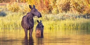 A cow and calf moose wade in the water of Sprague Lake during autumn in Rocky Mountain National Park Colorado