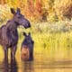 A cow and calf moose wade in the water of Sprague Lake during autumn in Rocky Mountain National Park Colorado