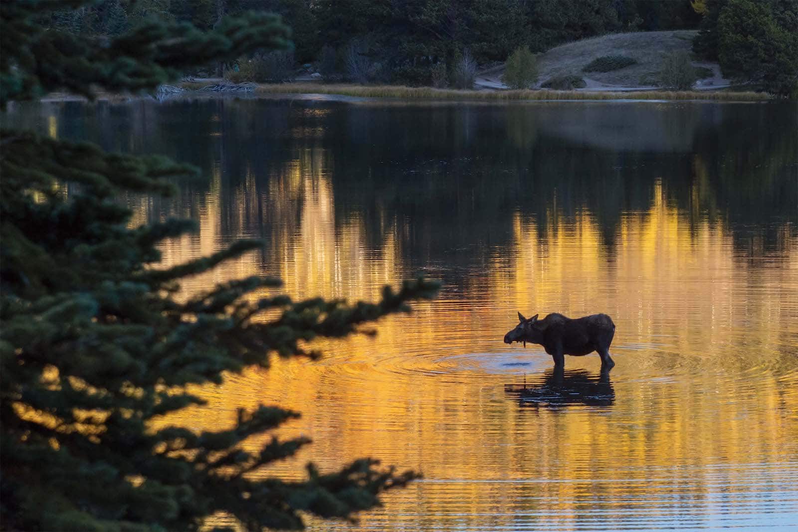 Seekor rusa tampak berjalan di atas air di Danau Sprague di Taman Nasional Pegunungan Rocky Colorado