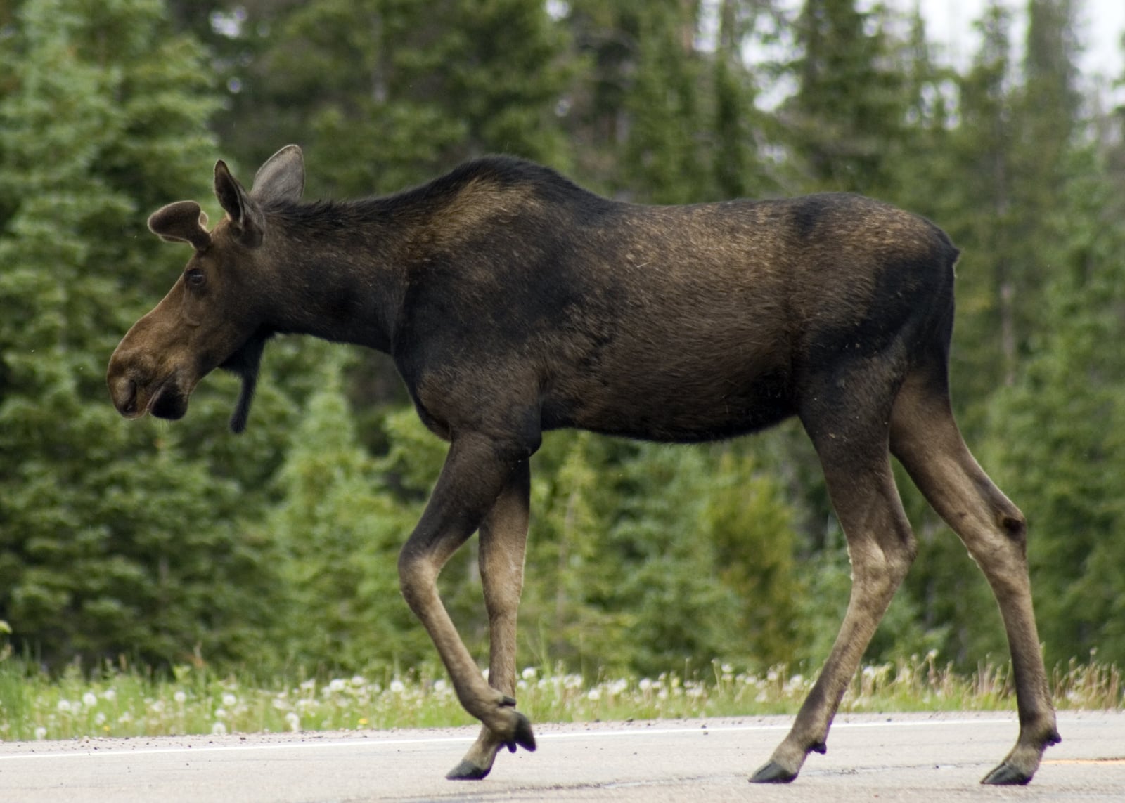 Moose berjalan di seberang jalan di Willey Lumber Camp, Colorado