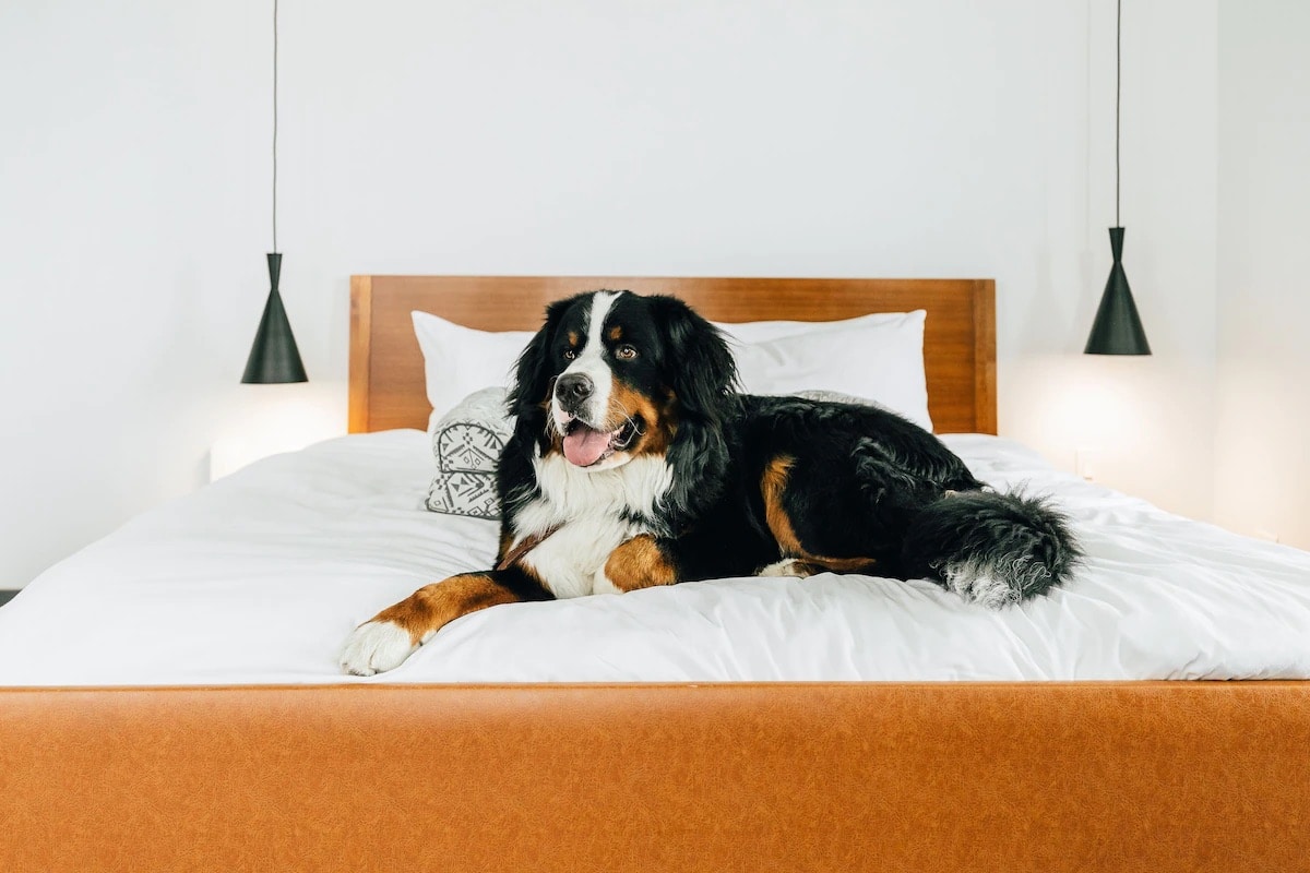 Dog on the bed at The Maven Hotel at Dairy Block in Denver, Colorado