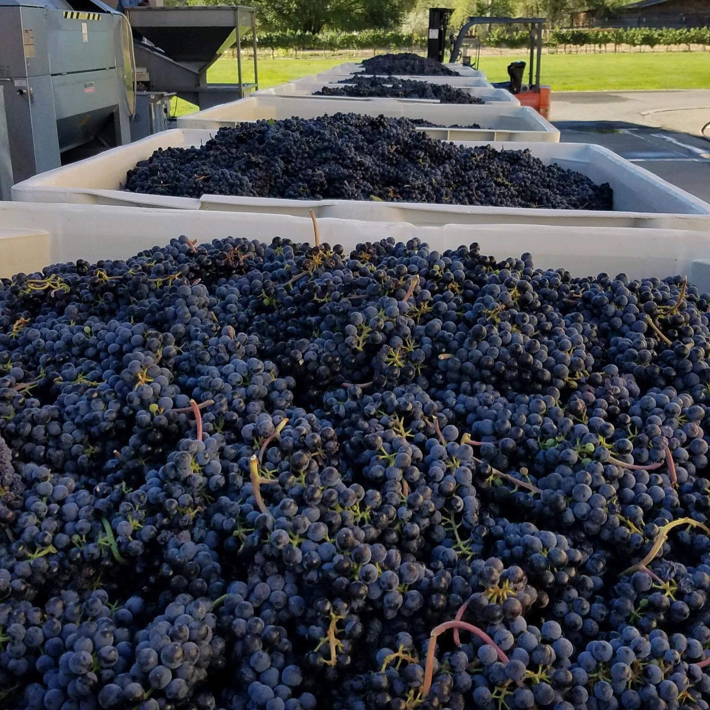 Grapes from the vineyard at Two Rivers Winery and Chateau in Grand Junction, Colorado