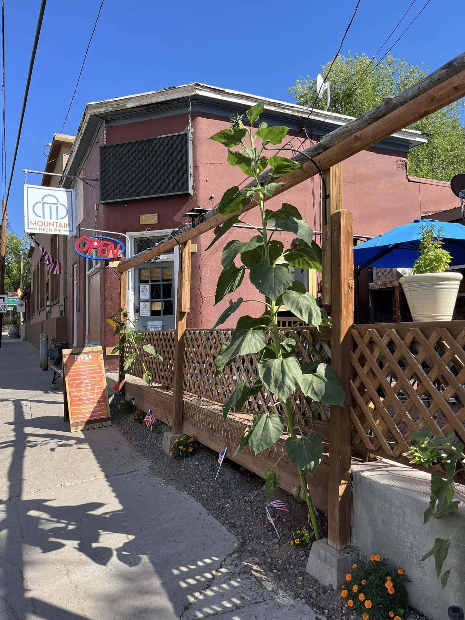 Sunny day at Mountain High Pie in Collbran. Pictured is the outdoor patio with a trellis of green vines and the entrance to the pizzeria in the background