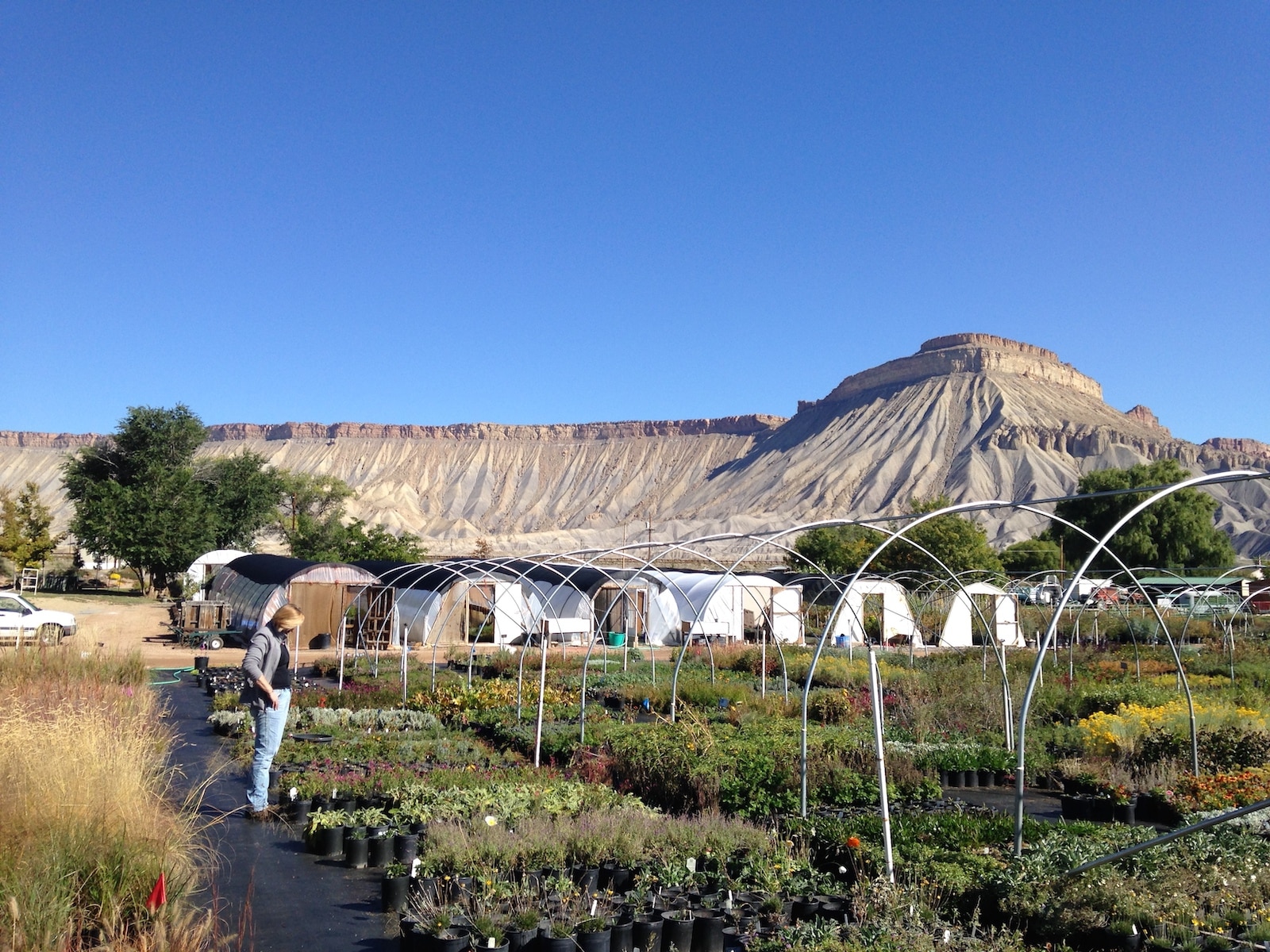 The Book Cliff mountain range rises up behind the Chelsea Nursery in Clifton, Colorado