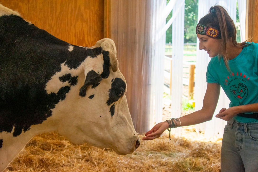 Volunteer in a teal shirt on extending a hand out to feed a cow a snack at the Luvin Arms Animal Sanctuary in Erie.