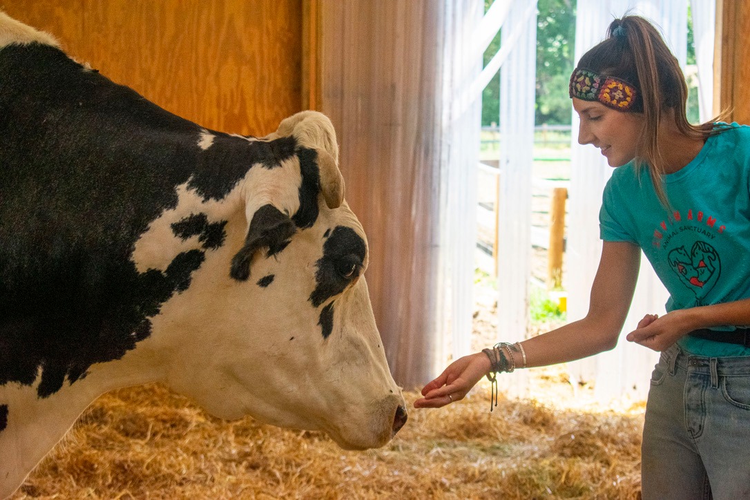 Volunteer in a teal shirt on extending a hand out to feed a cow a snack at the Luvin Arms Animal Sanctuary in Erie. 