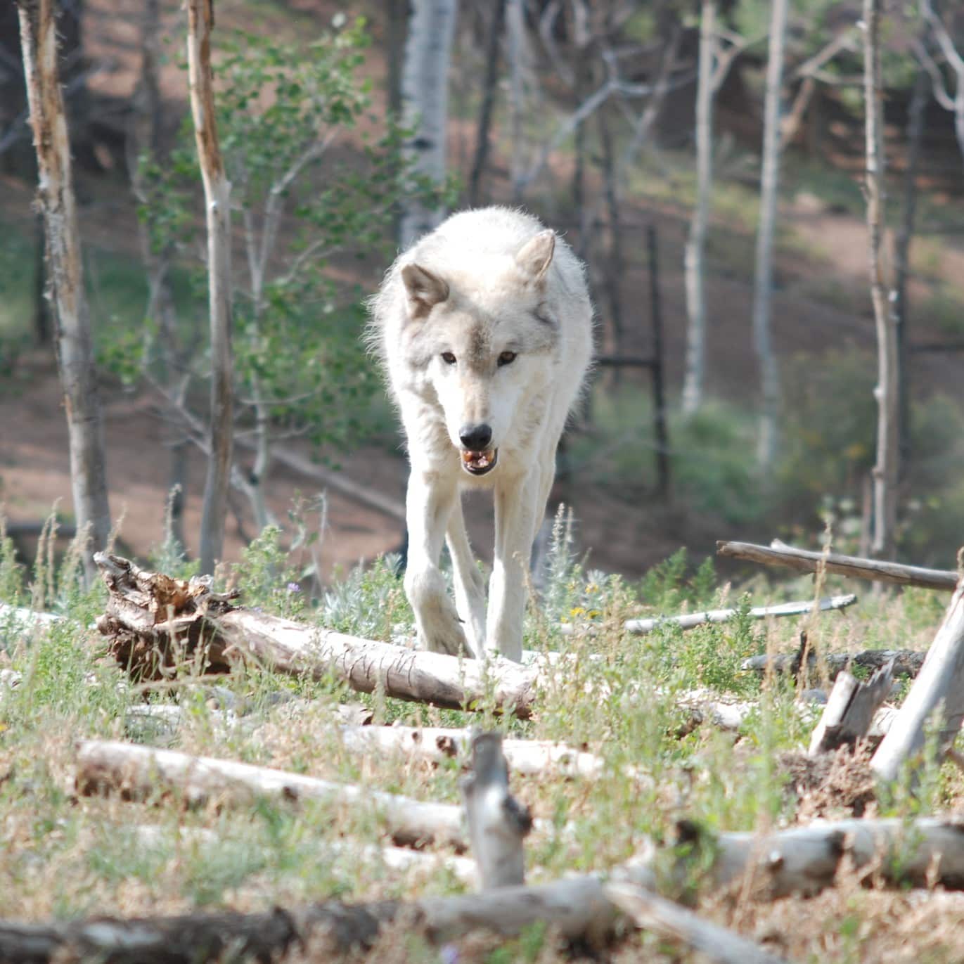 Lone wolf at Mission: Wolf in Southern Colorado