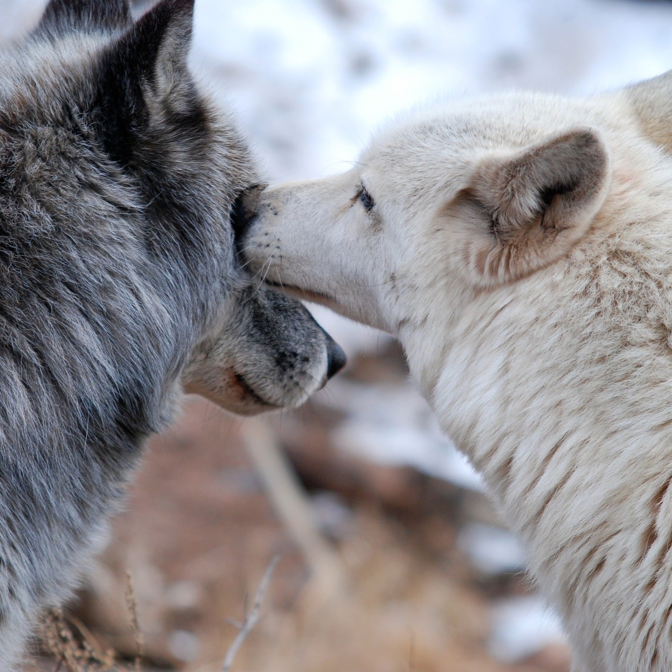 two wolves show affection at Mission: Wolf in Westcliffe, Colorado