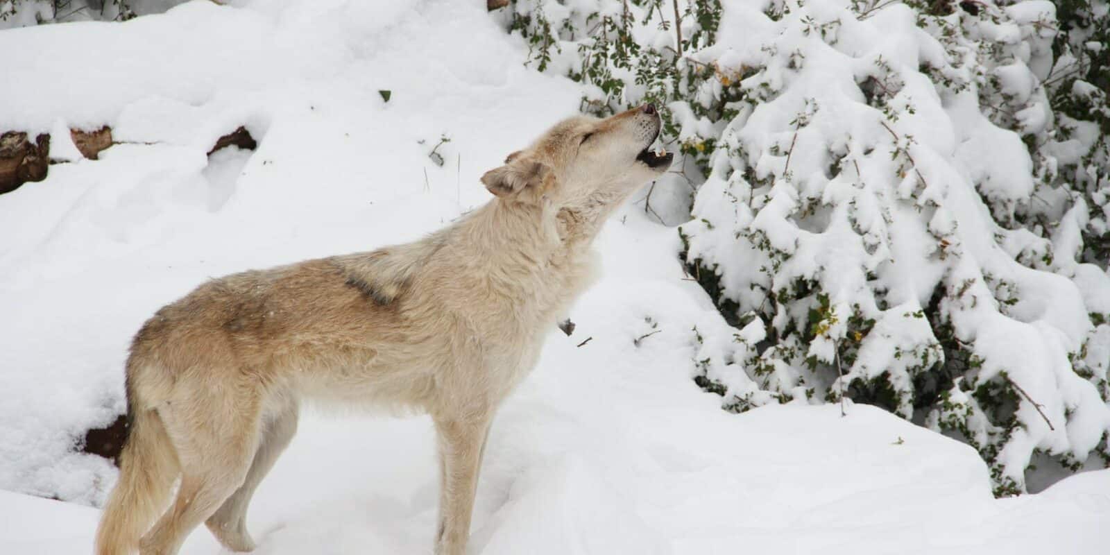 Wolf howling in the winter snow at Mission: Wolf in Westcliffe, Colorado