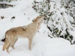 Wolf howling in the winter snow at Mission: Wolf in Westcliffe, Colorado