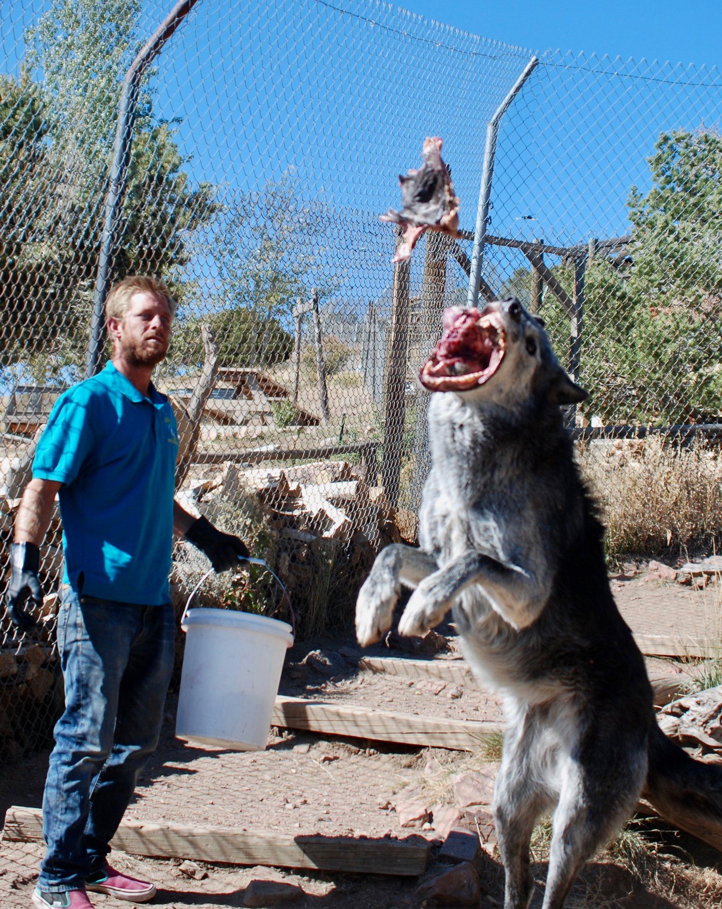 Staff member feeding a wolf at Mission: Wolf in Westcliffe, Colorado