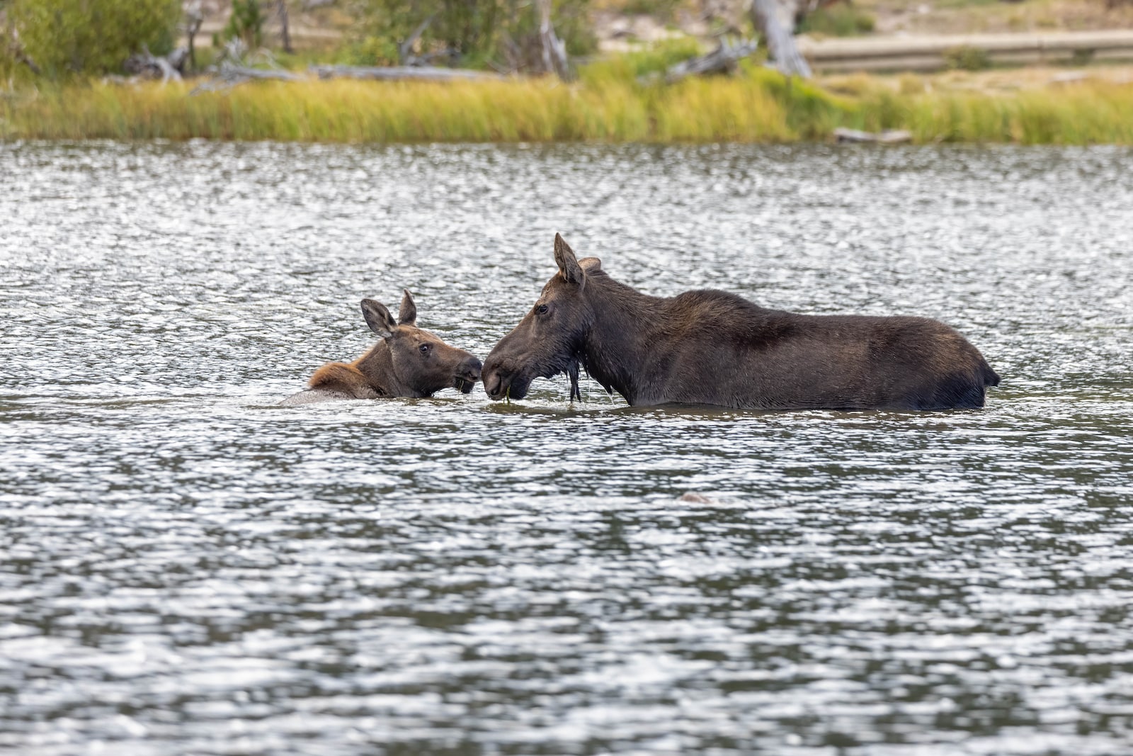 Moose calf and mom wading in Sprague Lake in Colorado