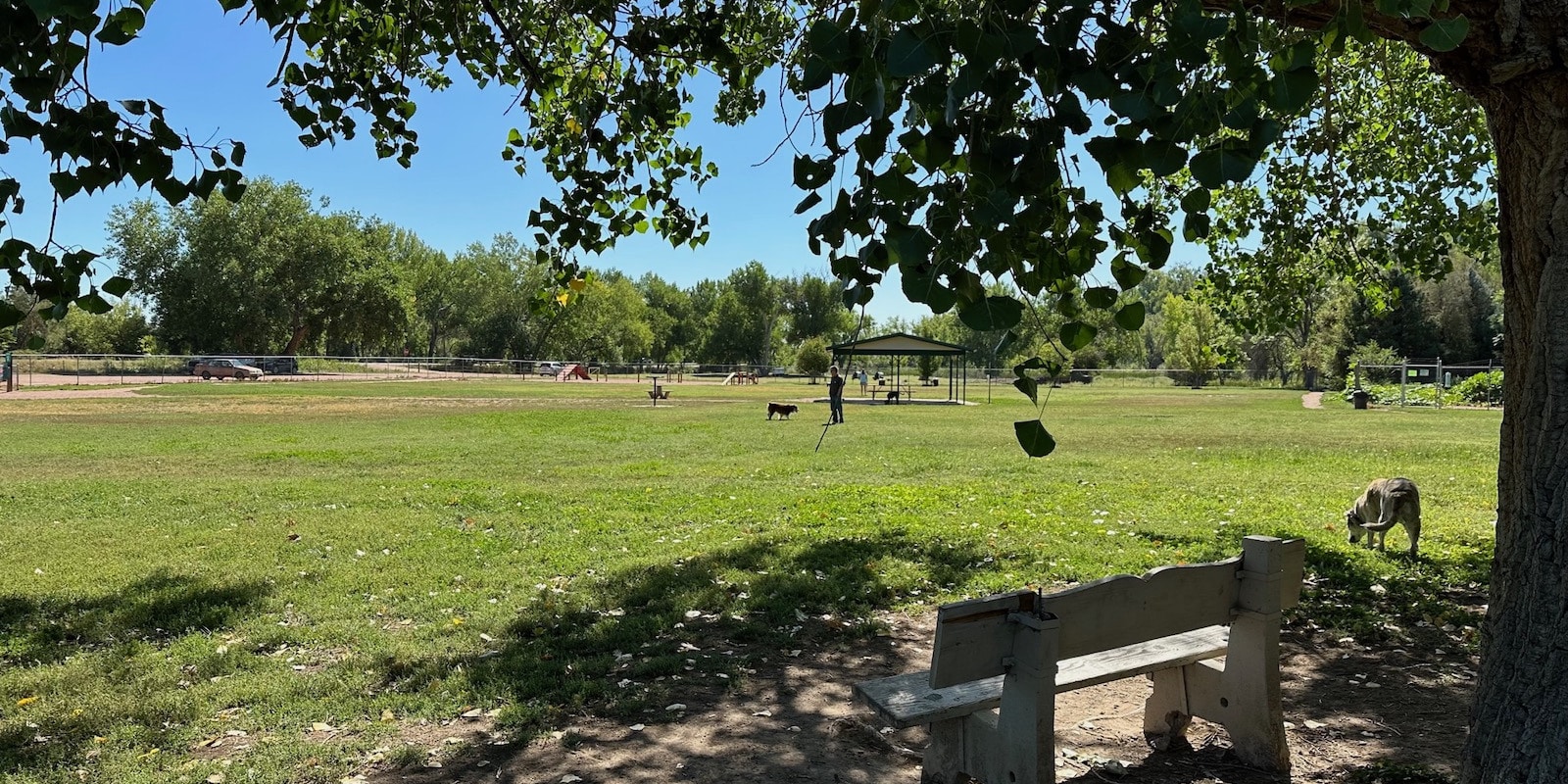 Under trees at Canon City Dog Park in Colorado