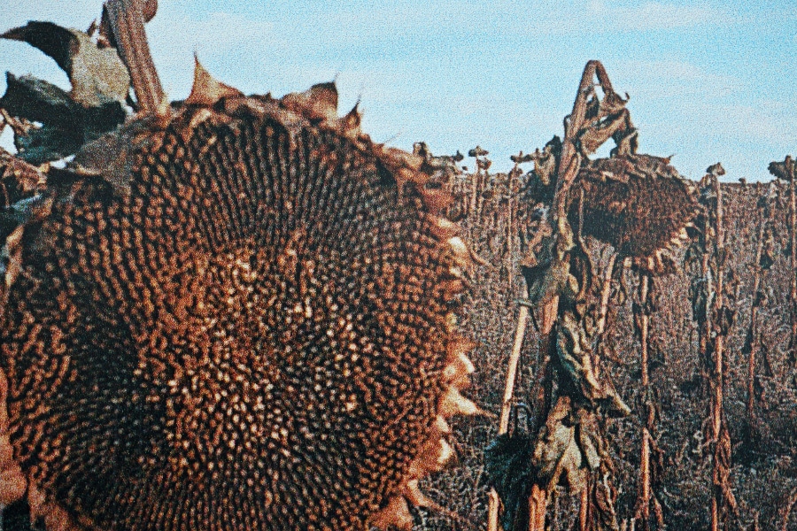 old sunflower closeup photo