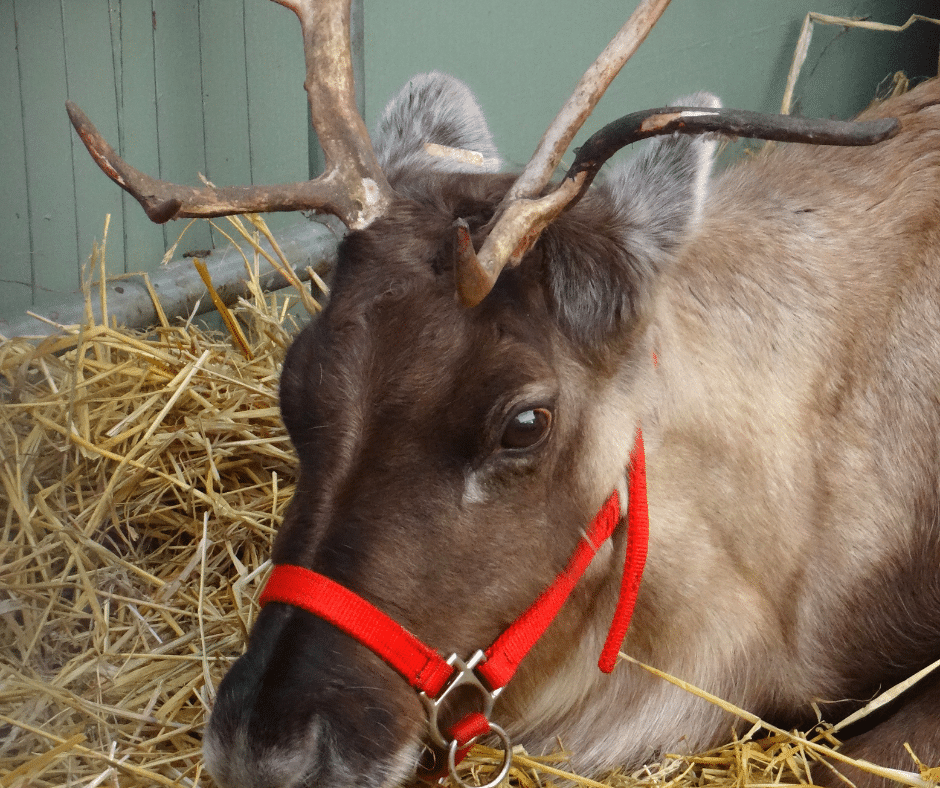 close up of reindeer head 