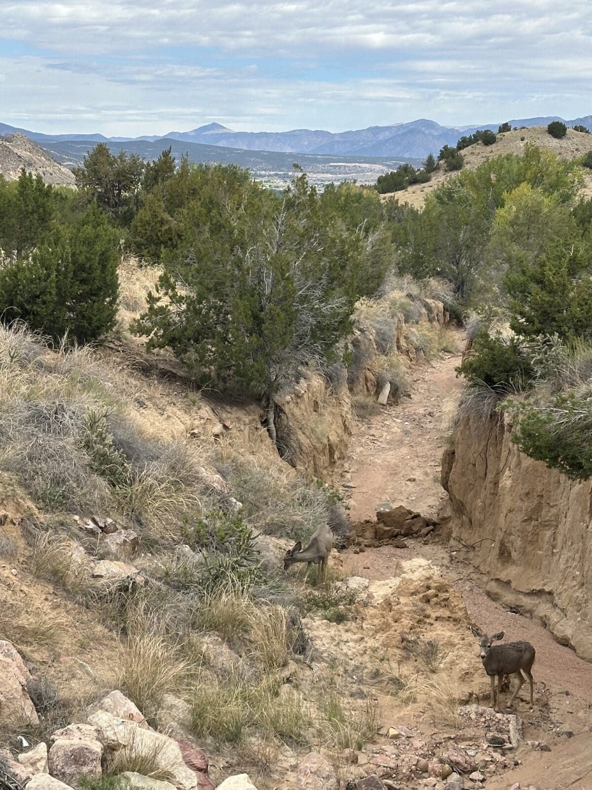 deer in a ditch in Cañon City, Colorado