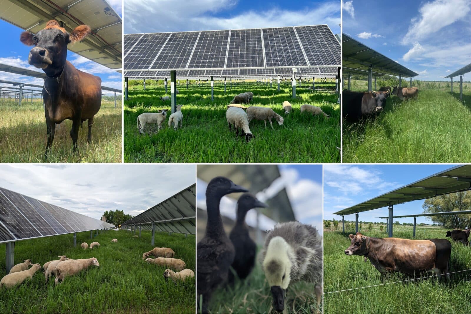 collage of cows, ducks and sheeps at Jack's Solar Garden in Longmont