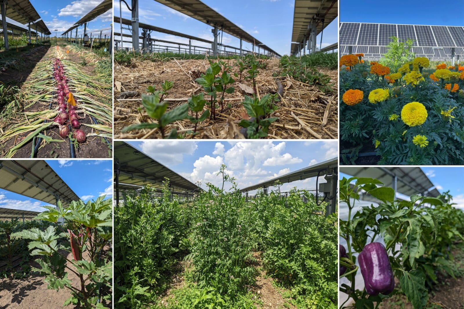 collage of plants at Jack's Solar Garden in Longmont