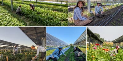 Jack's Solar Garden in Longmont