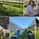 Jack's Solar Garden in Longmont