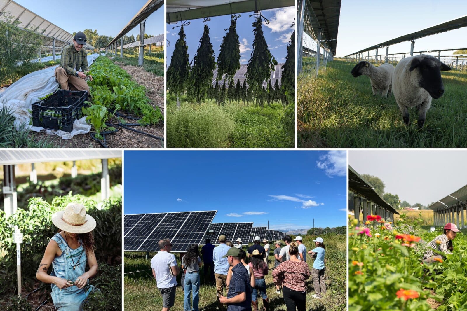 collage of people working and on a tour at Jack's Solar Garden in Longmont