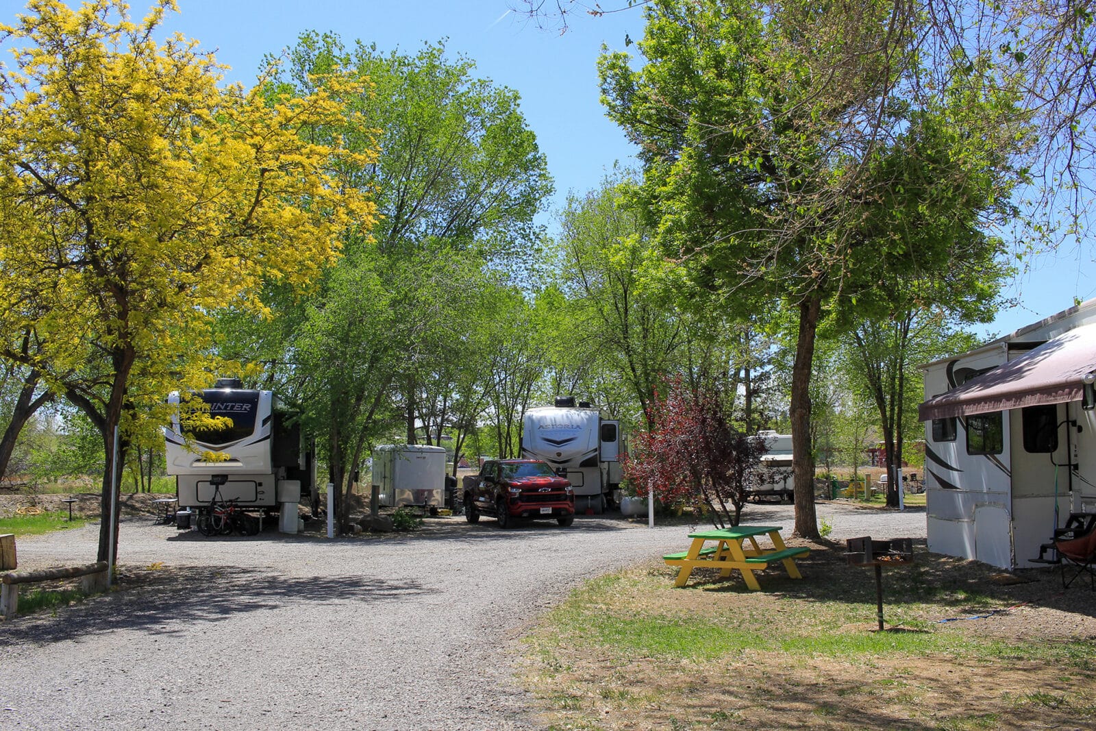 tall shade trees cover the RV Park at Riverwood Resort on the Gunnison