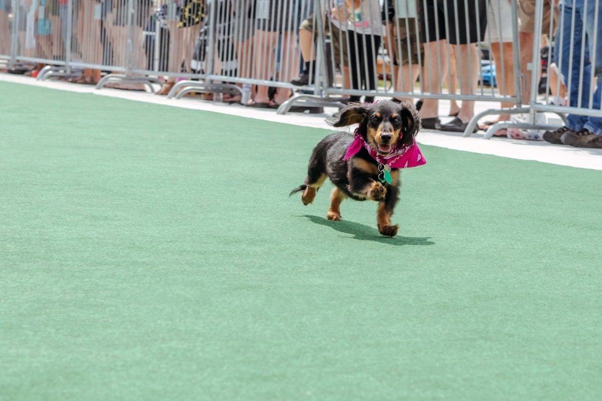 close of a weiner dog running on green turf at the Highlands Oktoberfest