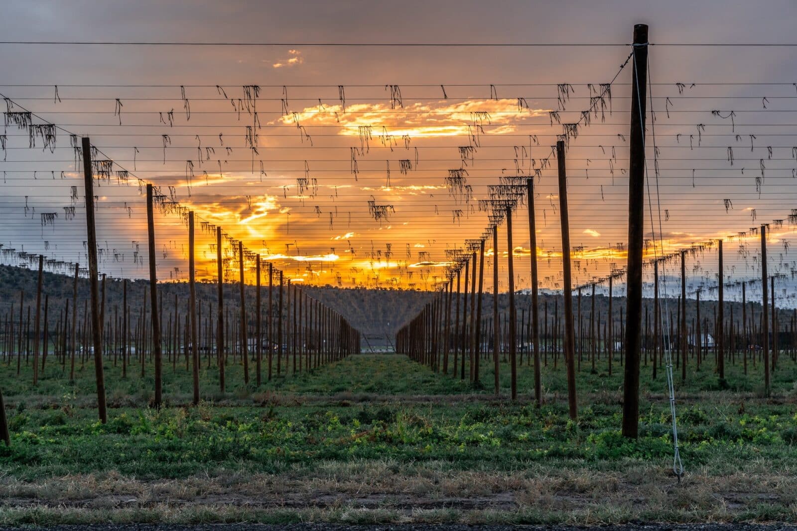 sun setting over a field in Montrose, Colorado