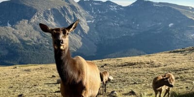 elk cows pose for picture with mountain in background at RMNP in Colorado