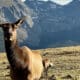 elk cows pose for picture with mountain in background at RMNP in Colorado