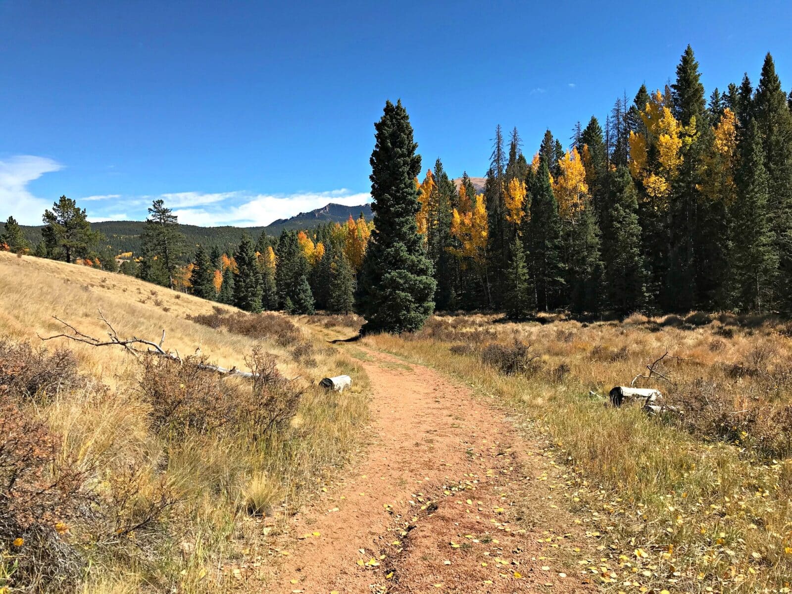 Dirt hiking trail surrounded by green conifers and yellow aspen trees in Southern Colorado mountains