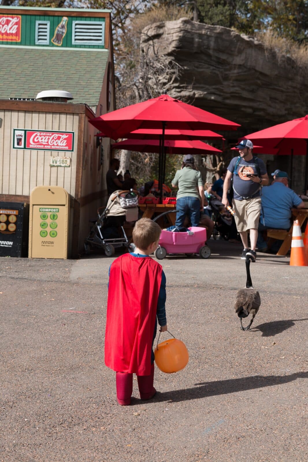 boy dressed in Superman costume walks towards a goose at the Denver Zoo