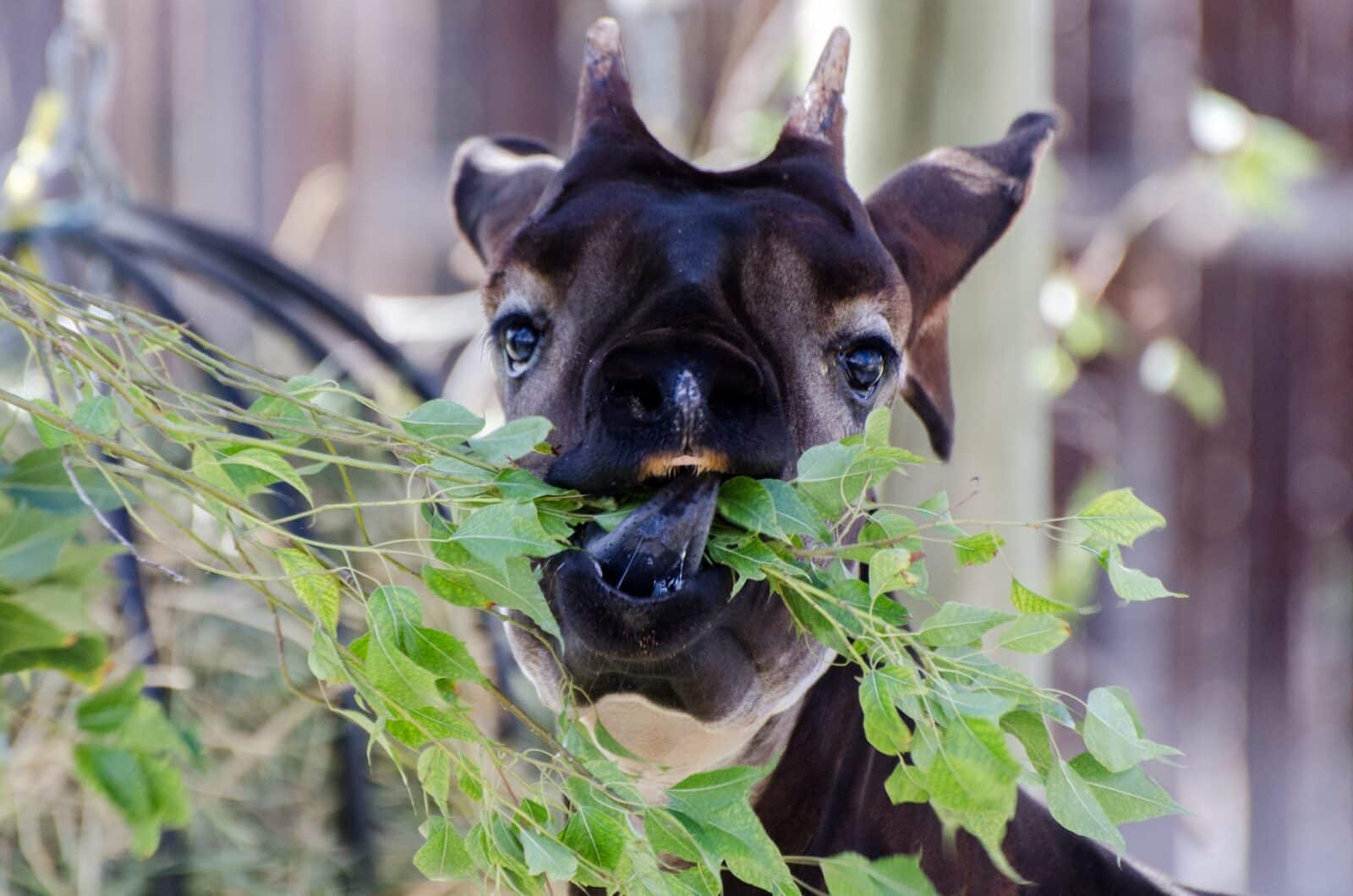 close-up of an okapi eating leaves at the Denver Zoo
